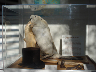 http://morrisoncountyhistory.org/museumpics/DSC00664.jpg Old beaver taxidermy mount on display at the Weyerhaeuser Museum, May 2009.