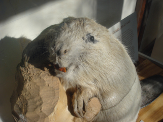 http://morrisoncountyhistory.org/museumpics/DSC00671beaver.jpg Closeup of old beaver's face. Is this not one of the creepiest looking taxidermy mounts you've seen? Photo dated May 20, 2009.