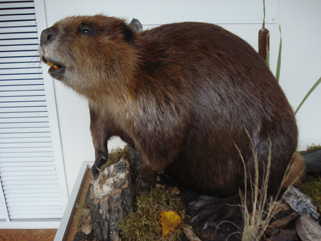 http://morrisoncountyhistory.org/museumpics/DSC03463.jpg Our new beaver, created by Randy Hamson of Stoney Hills Taxidermy, April 2, 2010.