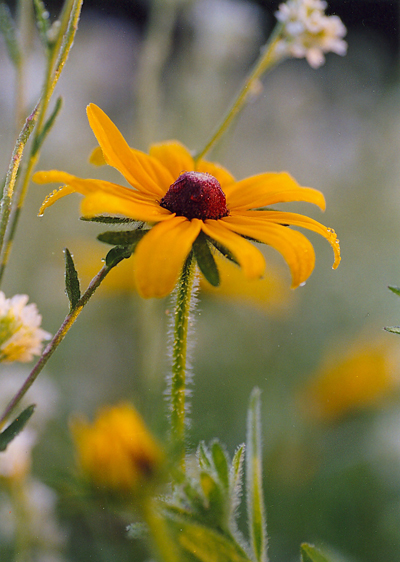 Prairie flower in Weyerhaeuser Museum's prairie area. Photo by Glenys Warner.