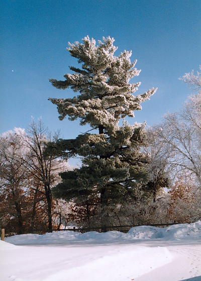 The signature white pine tree on the grounds of The Charles A. Weyerhaeuser Memorial Museum, Little Falls, MN.