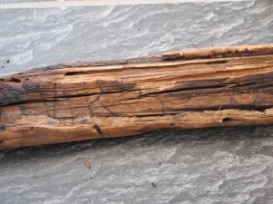 Government Witness Trees of 1852 N.S. Survey - Close-up