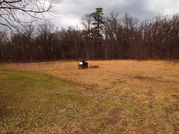 Prairie area on the north side of the Weyerhaeuser Museum property, 2015.