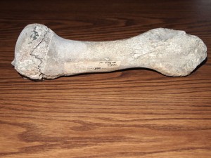 Bison Bone, circa 1838