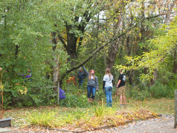 Buckthorn removal at Weyerhaueser Museum by LF High School forestry students under direction of Doug Ploof, October 2015.