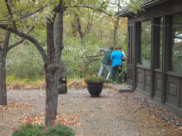 Buckthorn removal at Weyerhaueser Museum by LF High School forestry students under direction of Doug Ploof, October 2015. - This buckthorn bush (tree!?!) was so big it took several students to drag it to the parking lot berm.