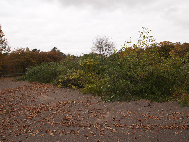 Buckthorn pile on the parking lot berm at the Weyerhaeuser Museum, October 2015.