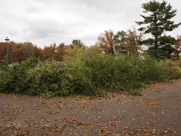 Buckthorn pile on the parking lot berm at the Weyerhaeuser Museum, October 2015. - There are cars behind this pile. Seriously.