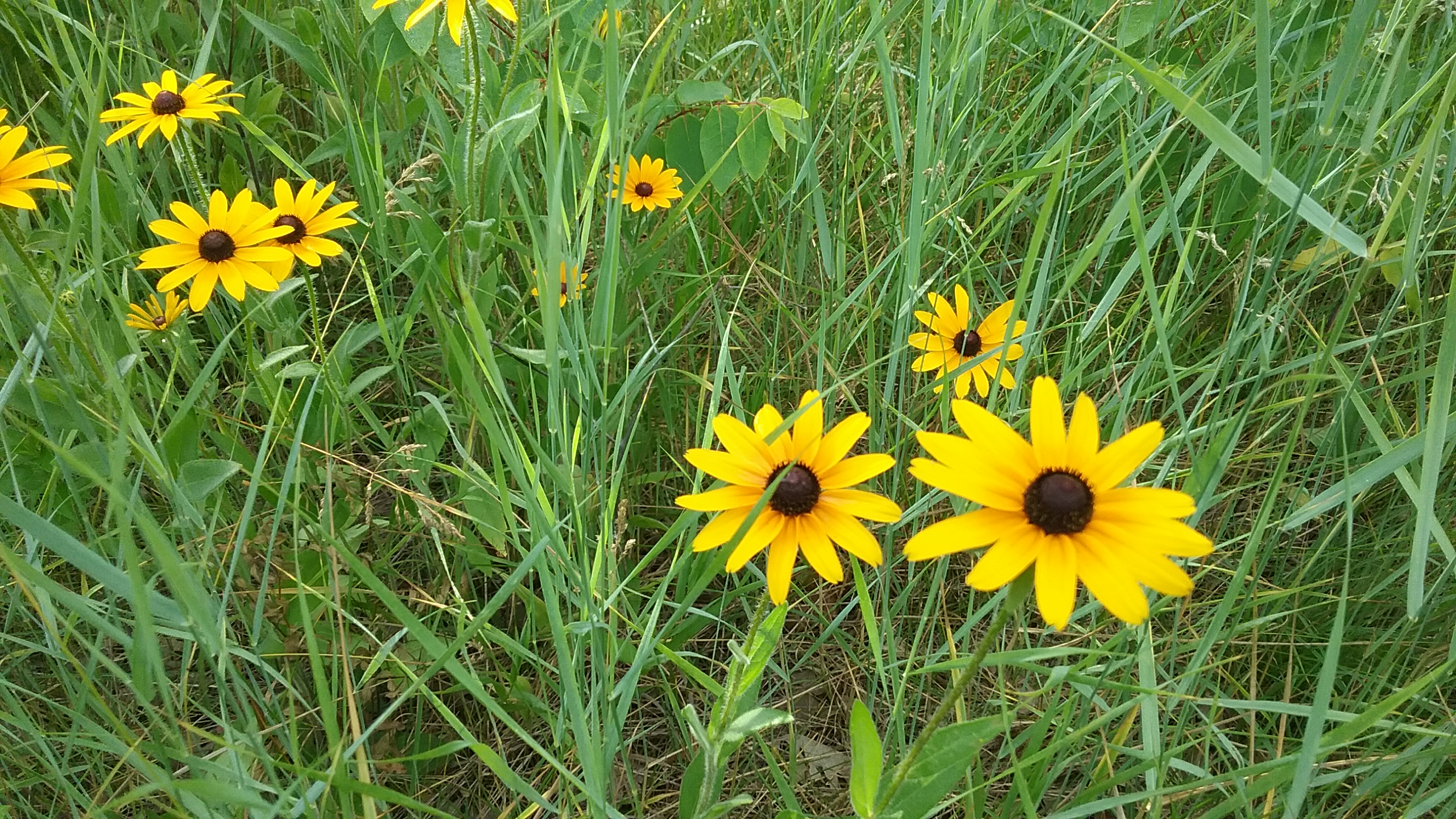 Black-eyed Susans in the prairie area at The Charles A. Weyerhaeuser Memorial Museum, 2018.