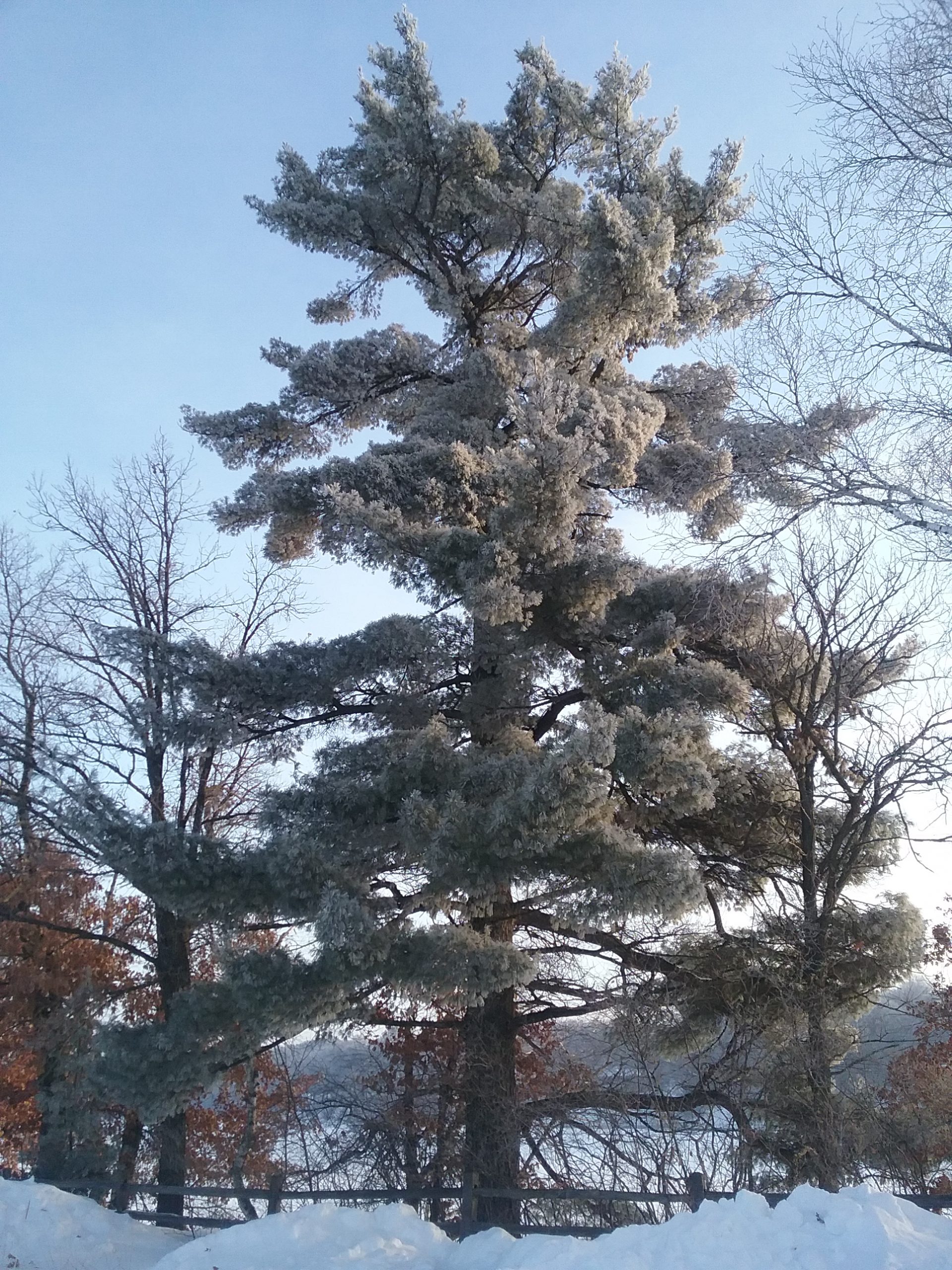 Frosty Big Pine at The Charles A. Weyerhaeuser Memorial Museum, December 21, 2019.