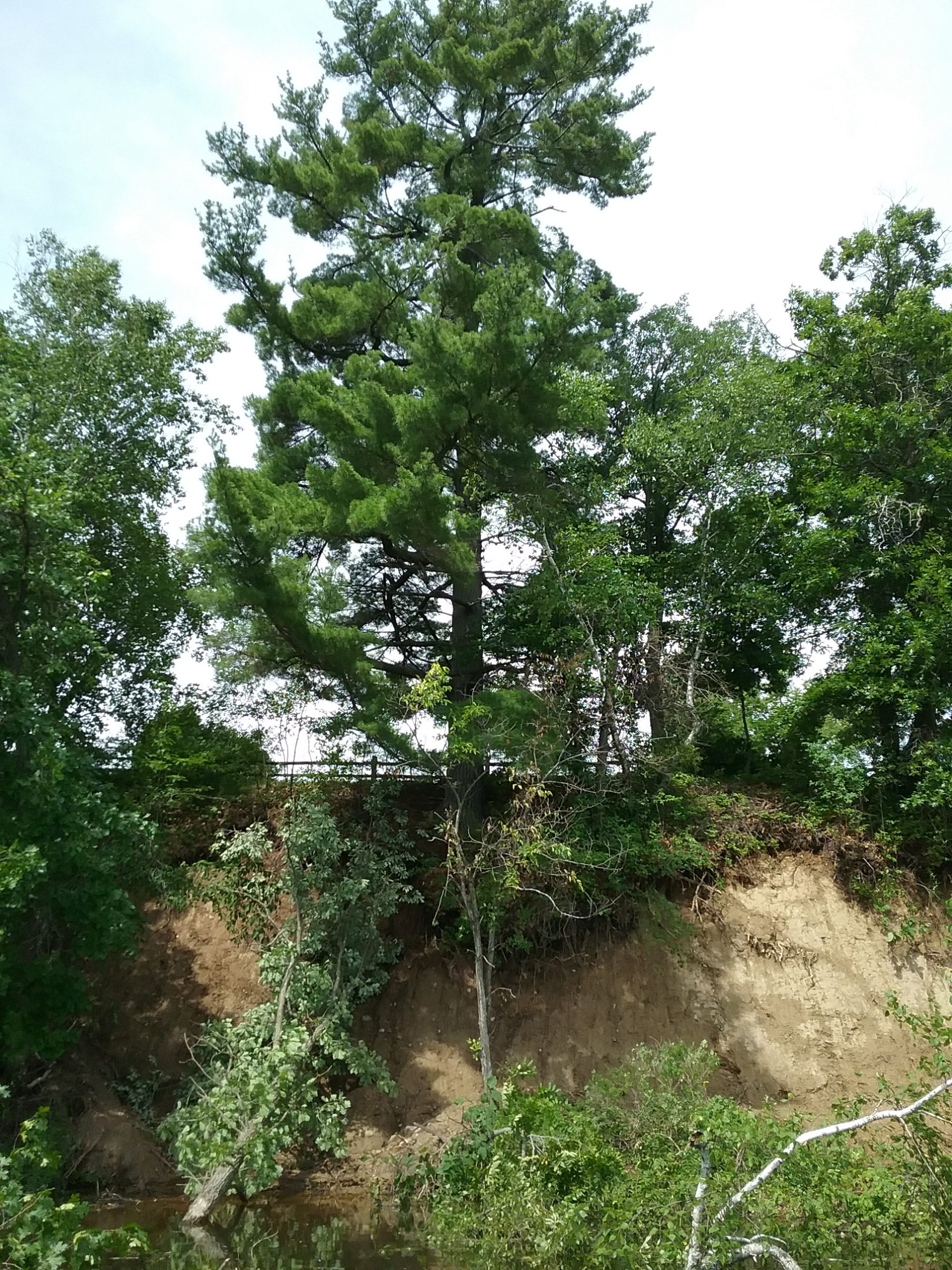 This shows the washout under the Big Pine. Note the fence behind the Big Pine and how much of the pine's roots are exposed, as well as the trees that are in the water. Taken July 3, 2020.