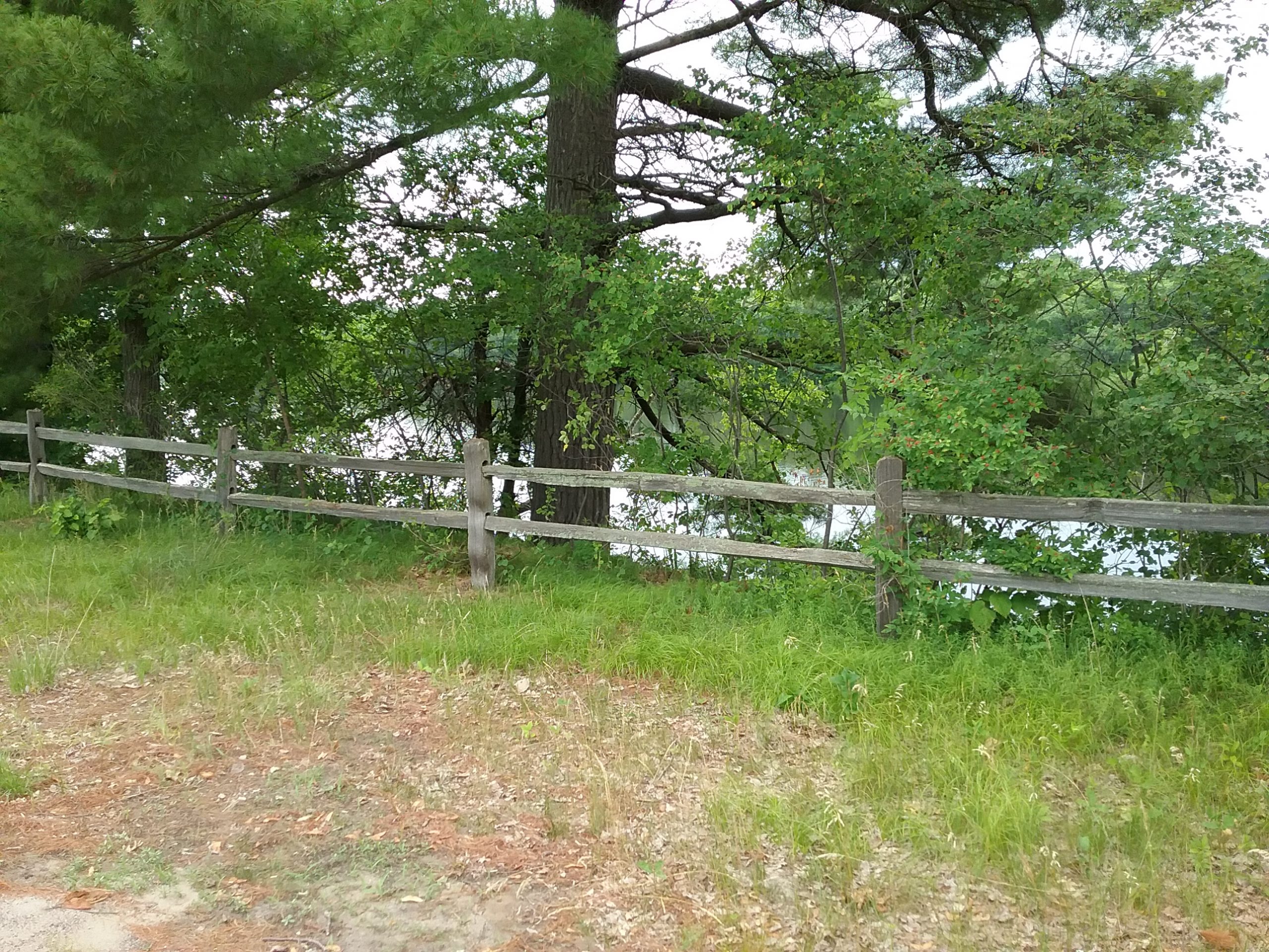 This shows the proximity of the fence to the Big Pine. Taken July 6, 2020.