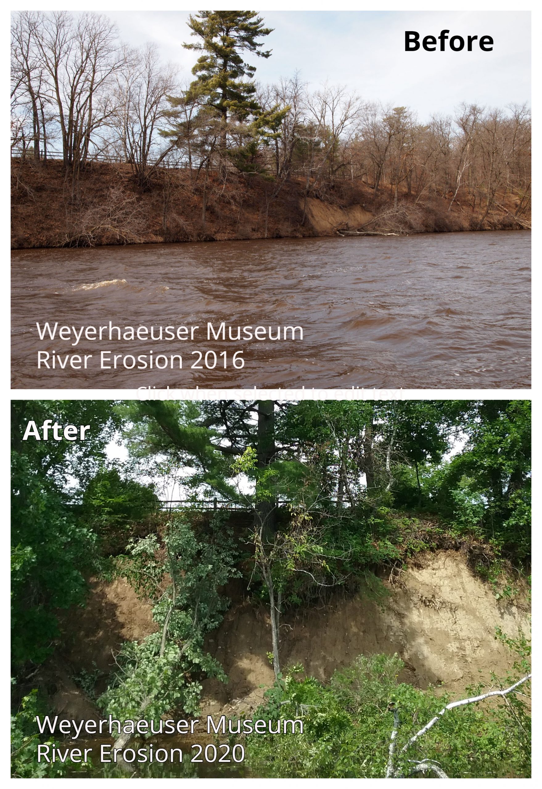 Top photo shows erosion on the riverbank beneath the Big Pine by the Weyerhaeuser Museum in 2016. The bottom shows the erosion after the June 30, 2020, massive rain event.
