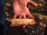 Art Warner's hand holding a piece of bark chewed off a tree by a beaver at the Weyerhaeuser Museum, September 26, 2012.
