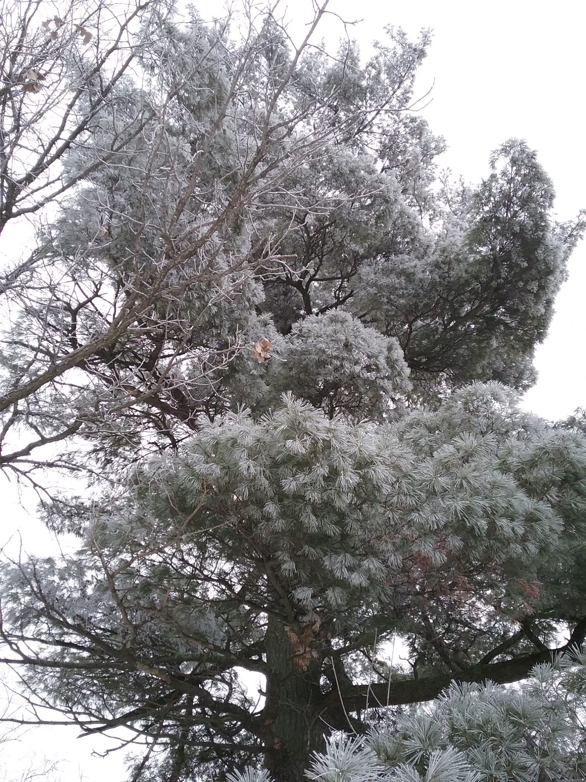 Frosty big pine at the Weyerhaeuser Museum, Little Falls, MN, 2020.