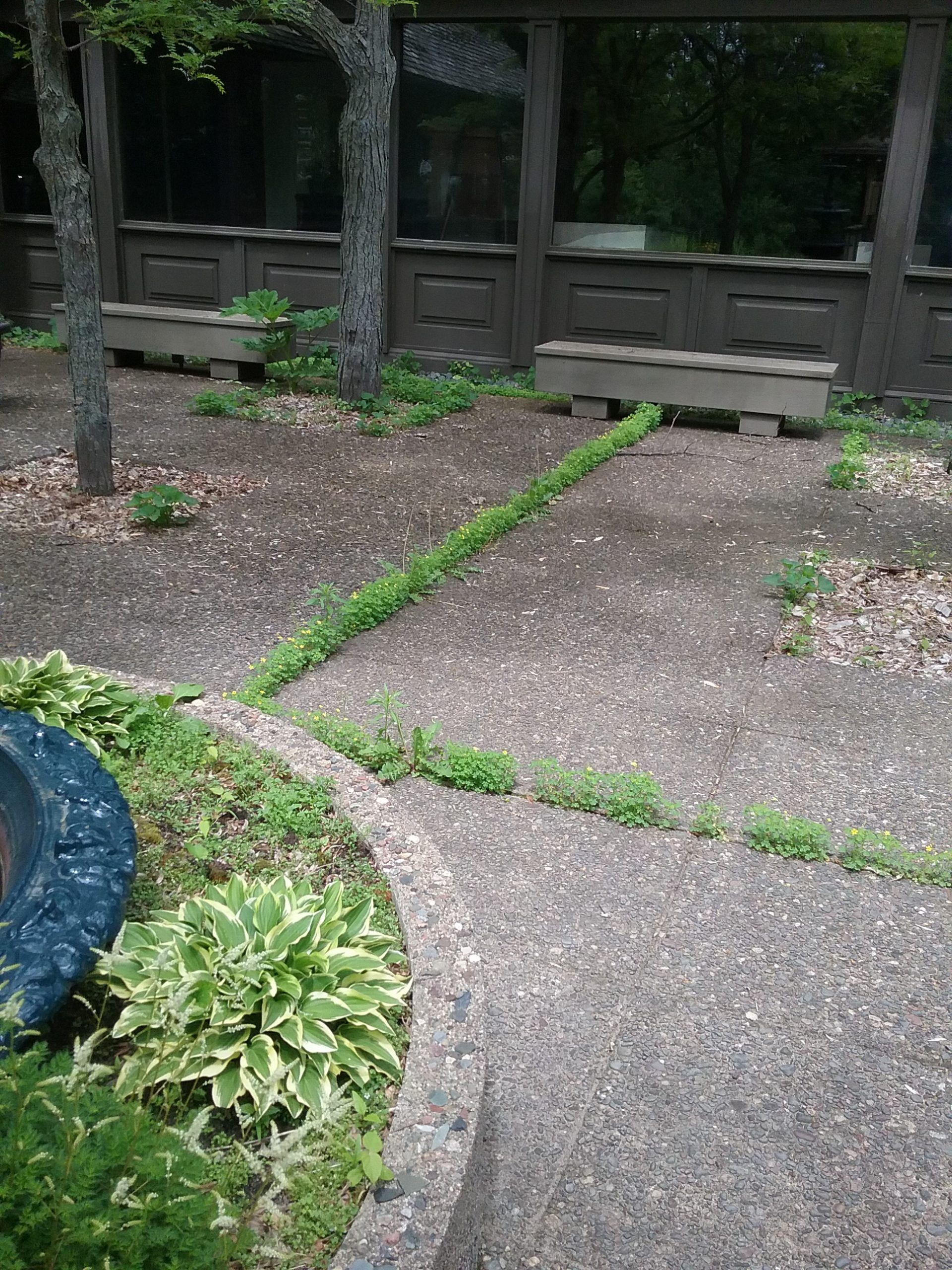 Plants quickly spring up in the cracks of the courtyard pavers at The Charles A. Weyerhaeuser Memorial Museum. Nature is not concerned with whether we have a building to maintain, however, preservation efforts need to take into account both the environment and structures. June 2019.