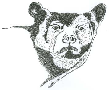 Bear drawing by Mary Warner.