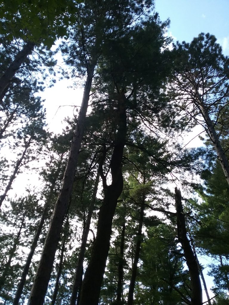 The pine trees in the west section of Ogema Point Cemetery, Scandia Valley Township, Morrison County, Minnesota, the final resting place of Rachael Carew. Photo by the Morrison County Historical Society, July 24, 2020.