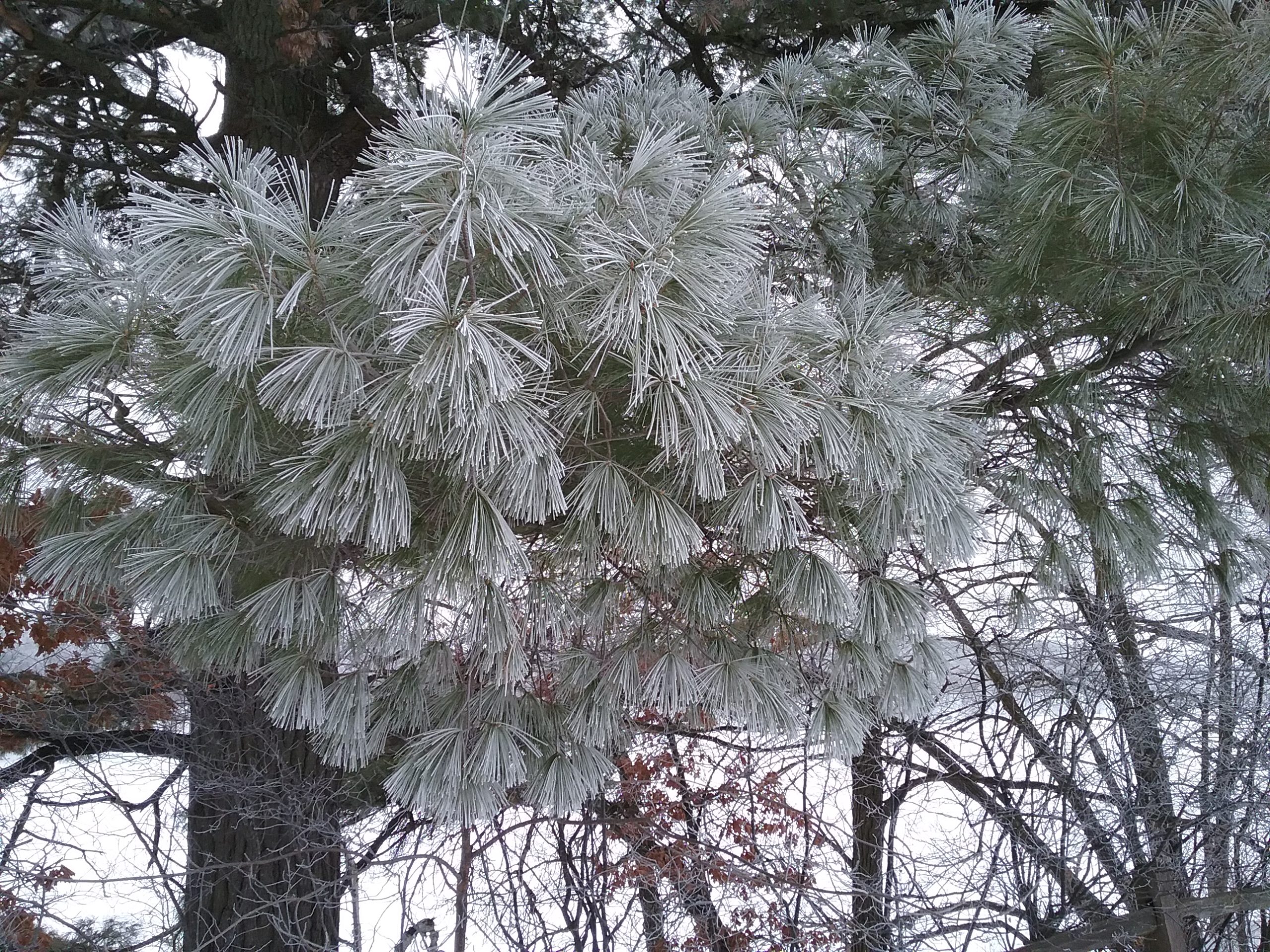 Closeup of frosty white pine branch, January 2020.